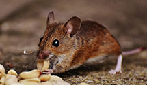 24 Hour & Emergency Exterminators in Custer, WI